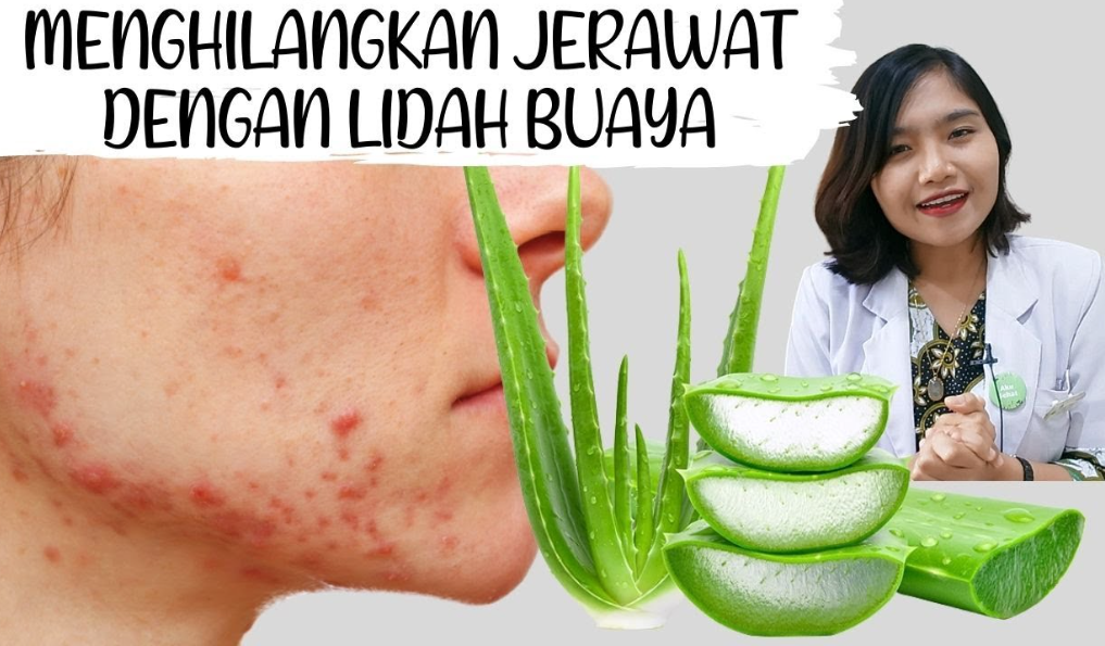 bikin masker wajah dari lidah buaya