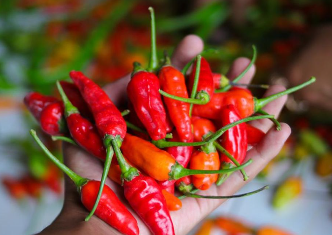 cek harga cabai hari ini