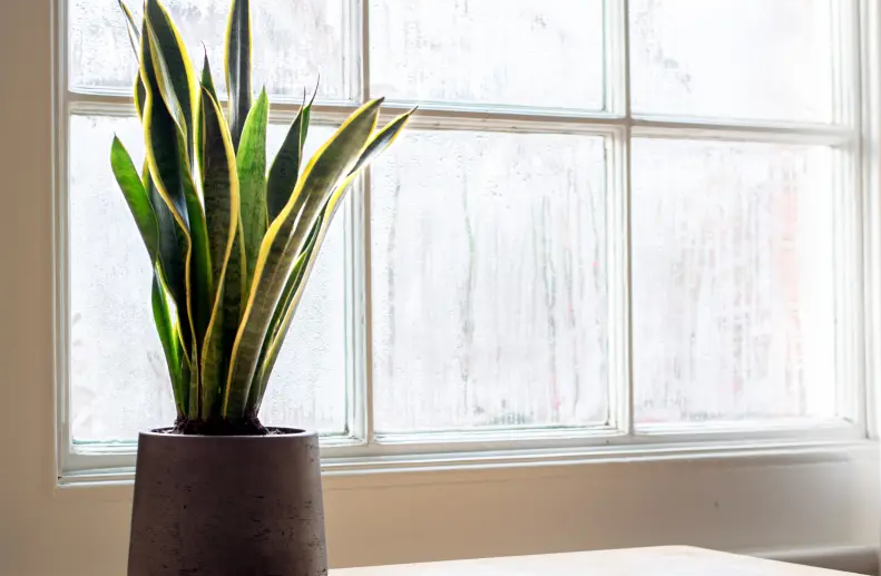 tanaman hias penghisap asap rokok