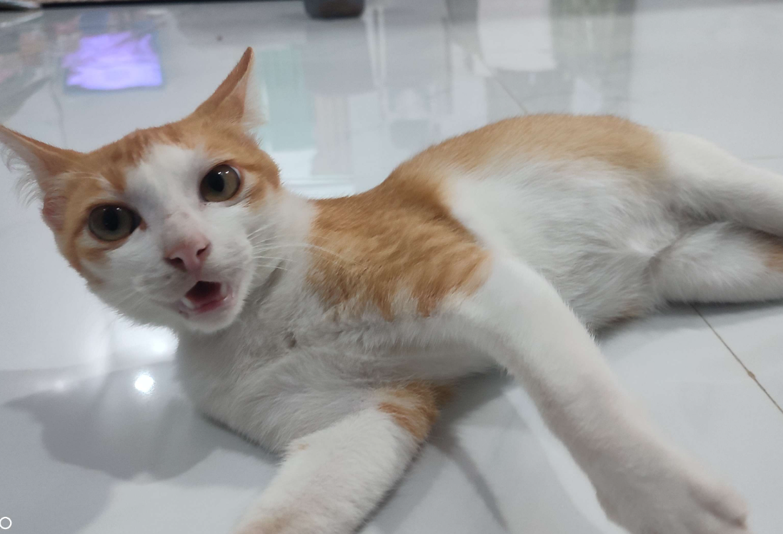 kucing kampung ras apa