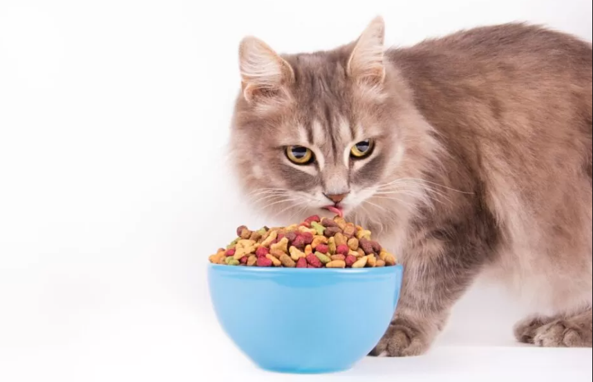 makanan kucing yang bagus untuk bulu