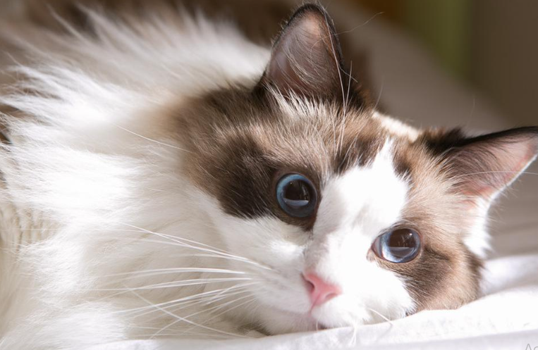 perawatan bulu kucing agar tidak rontok