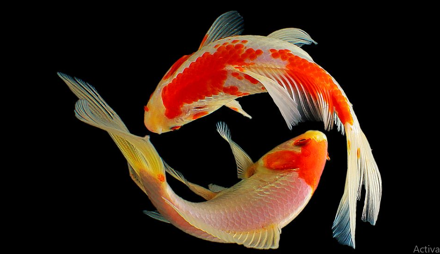 ramalan shio beruntung hari ini